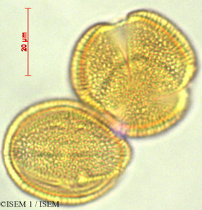 ISEM 1/Gentiana_sedifolia_28097/Gentiana_sedifolia_28097_0001(copy)_thumb.jpg